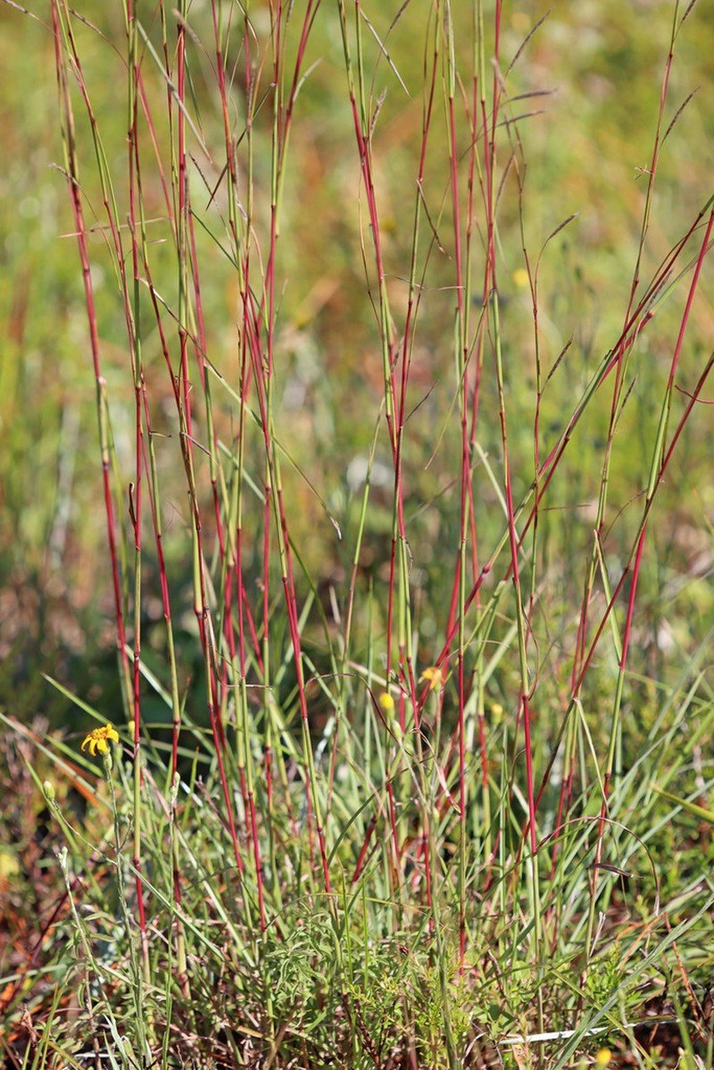 Anatherum cabanisii