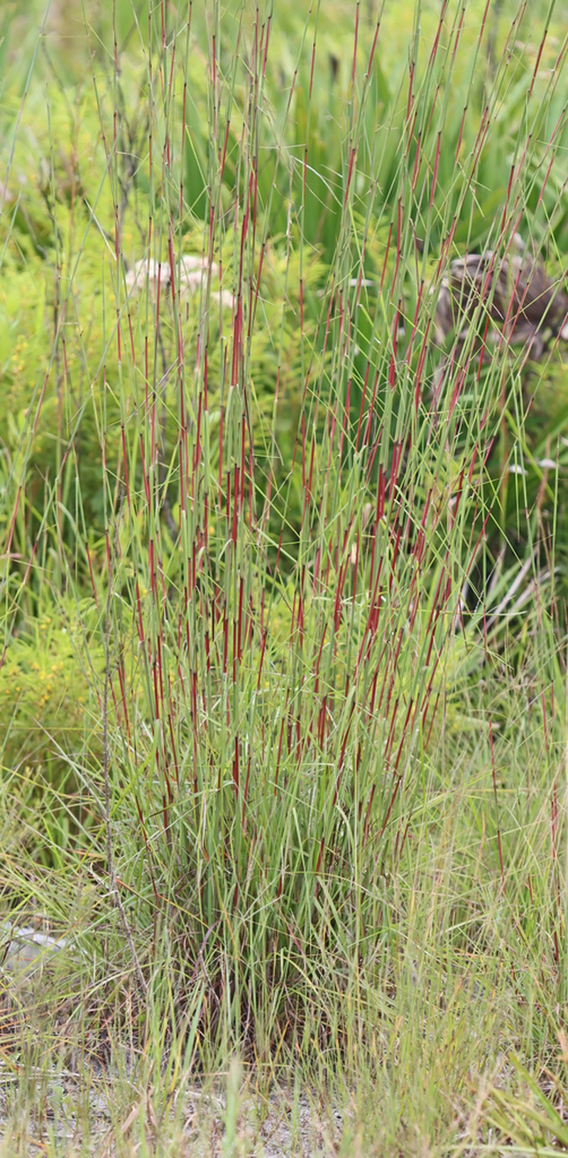 Anatherum cabanisii photo 2