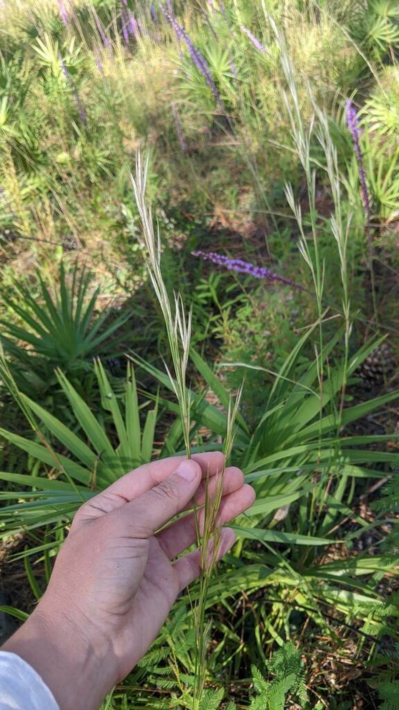 Anatherum campbellii photo 2