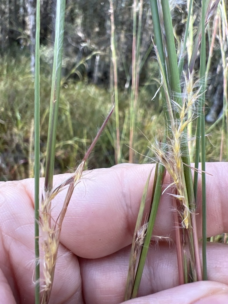 Anatherum campbellii photo 3