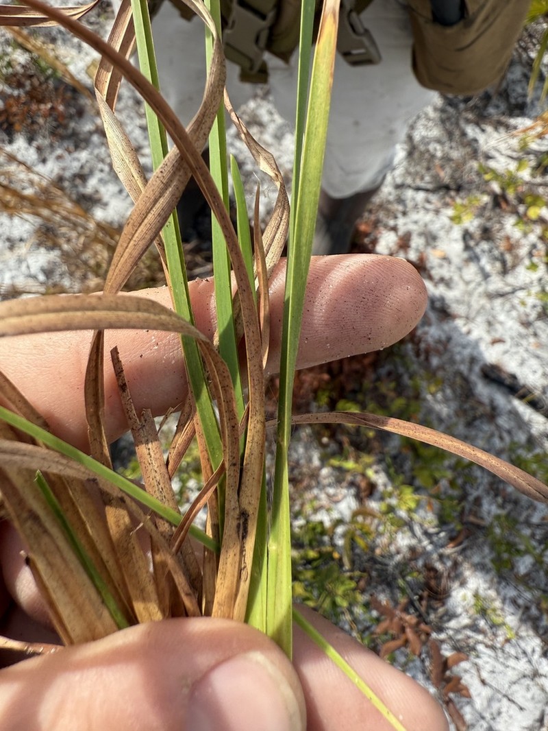Anatherum campbellii photo 4
