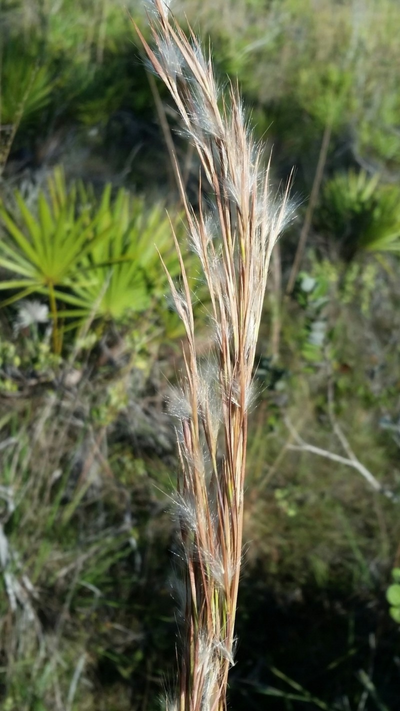 Anatherum campbellii photo 5