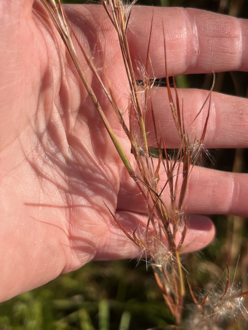 Anatherum campbellii photo 7