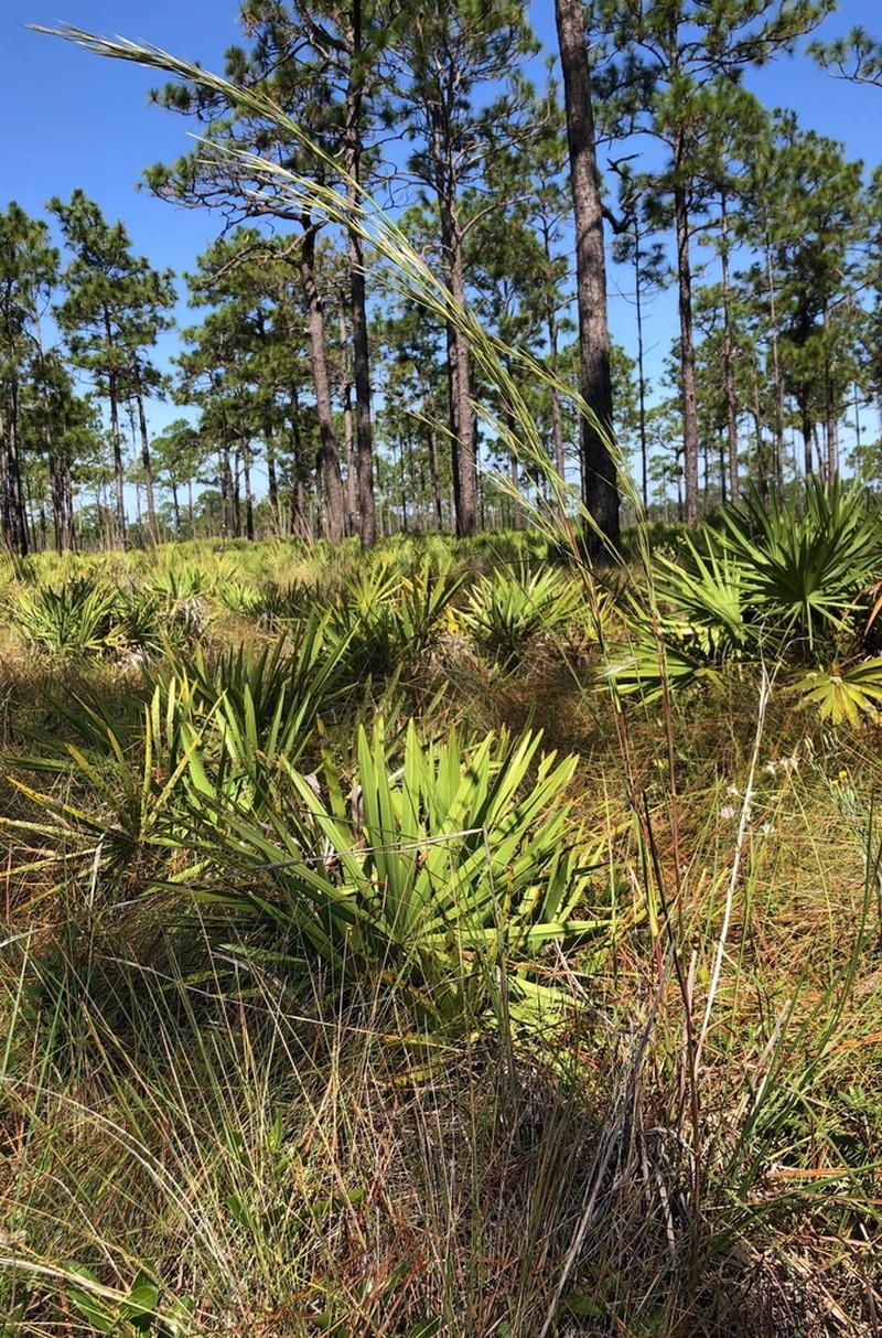 Anatherum campbellii photo 8
