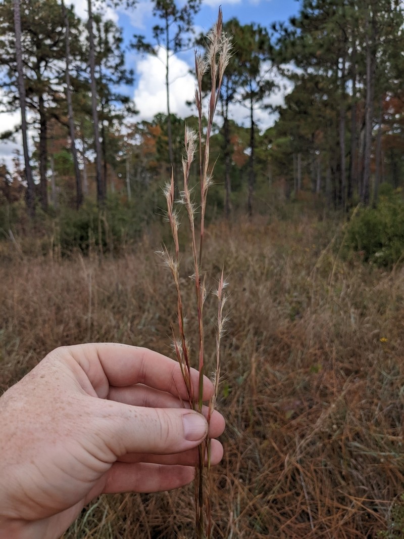 Anatherum campbellii