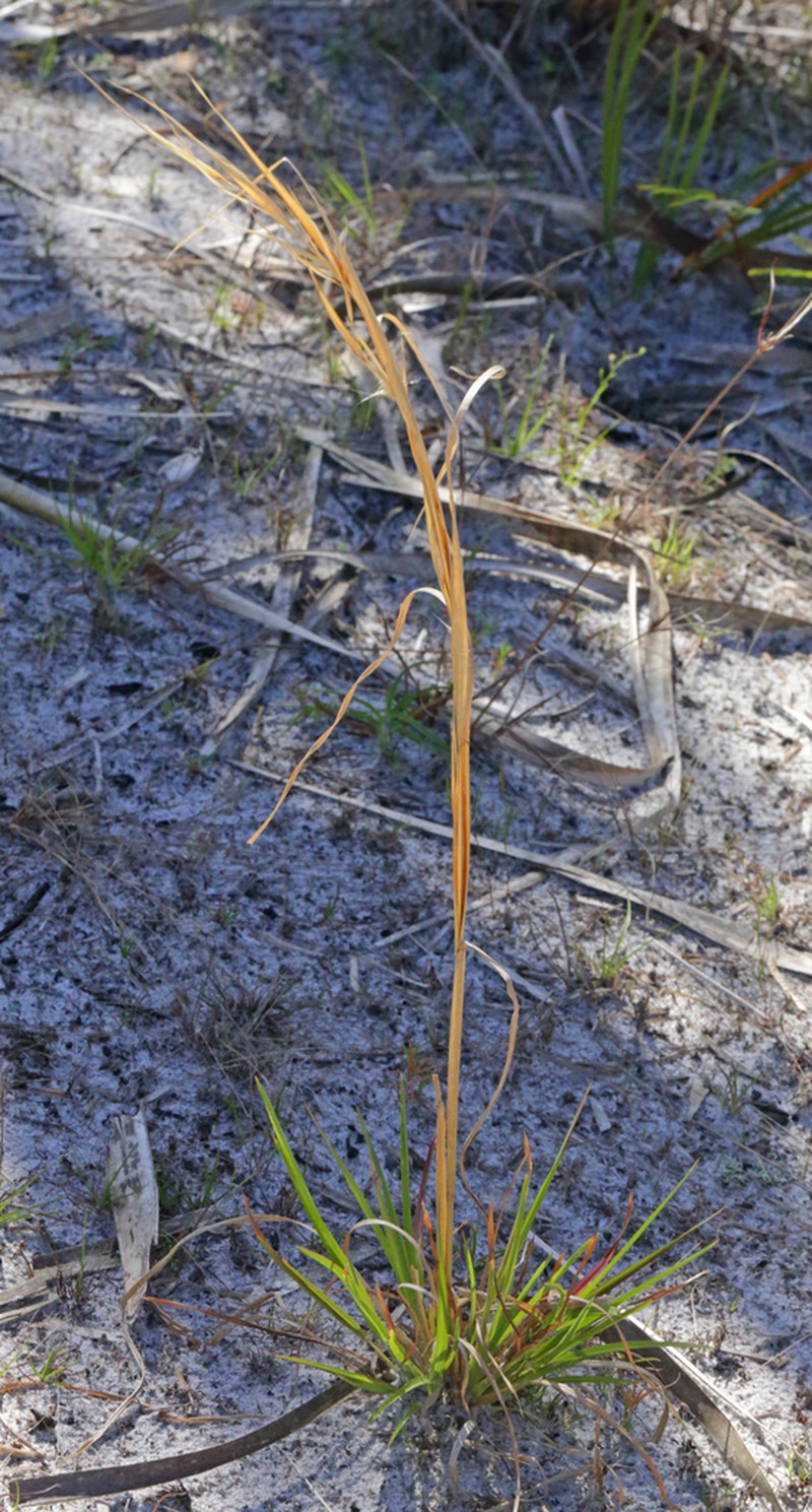 Anatherum campbellii photo 2