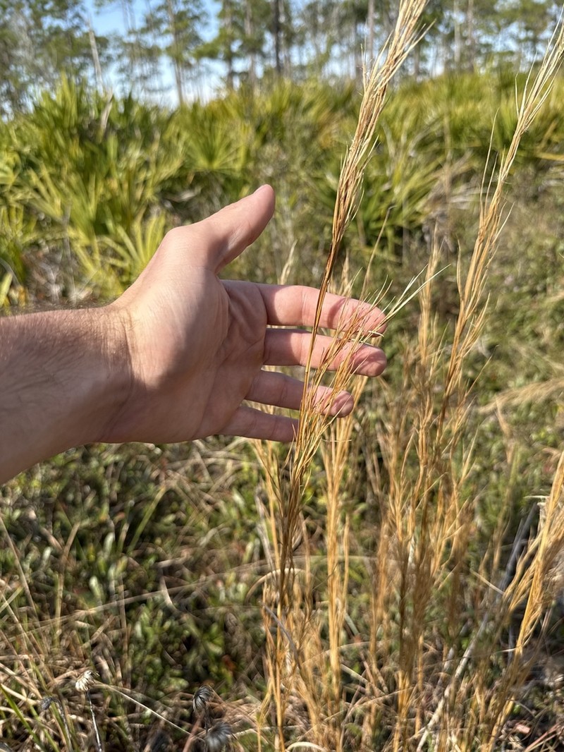 Anatherum campbellii photo 3