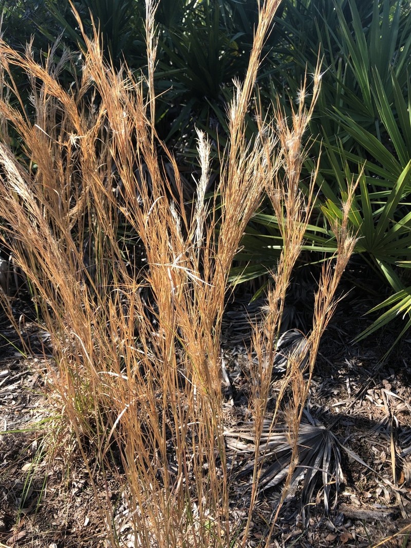 Anatherum campbellii photo 4
