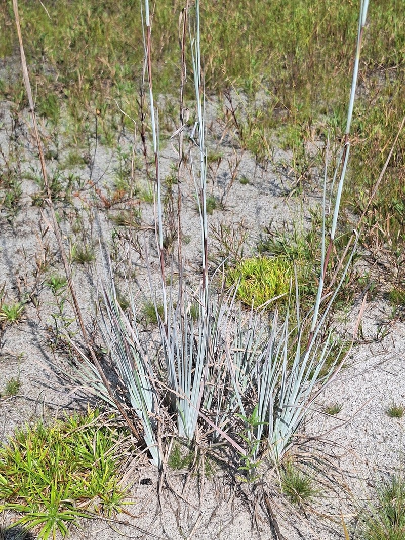 Chalky Bluestem