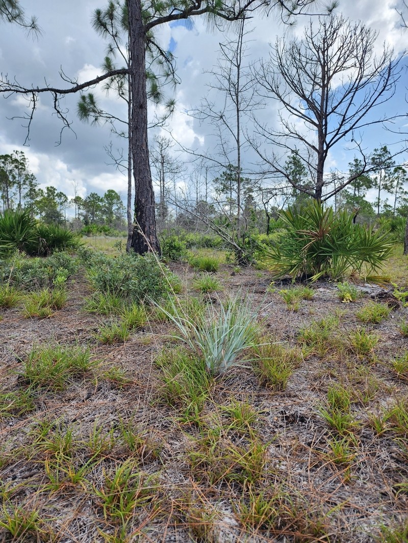 Chalky Bluestem photo 2