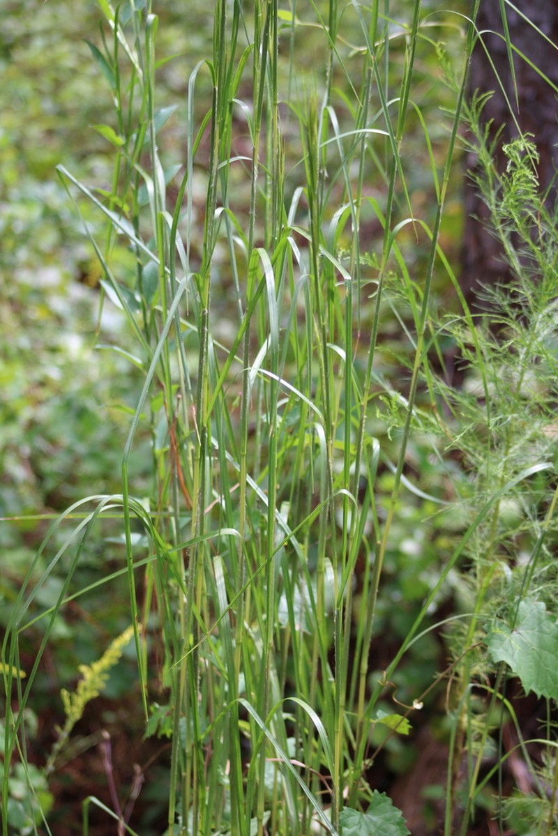 Chalky Bluestem photo 3