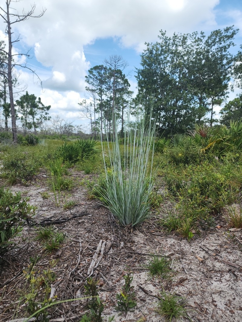 Chalky Bluestem photo 4