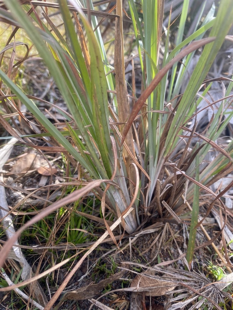 Chalky Bluestem photo 5