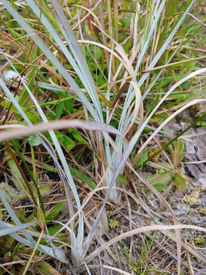 Chalky Bluestem photo 6