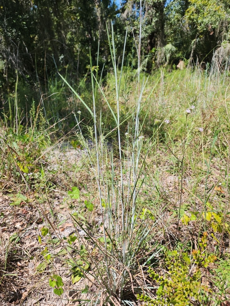 Chalky Bluestem photo 7