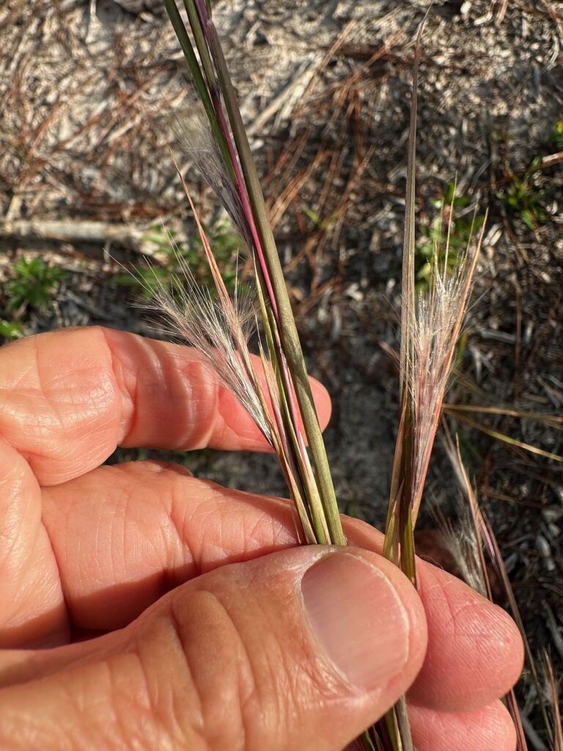 Anatherum cretaceum