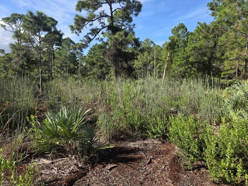 Anatherum cretaceum photo 2