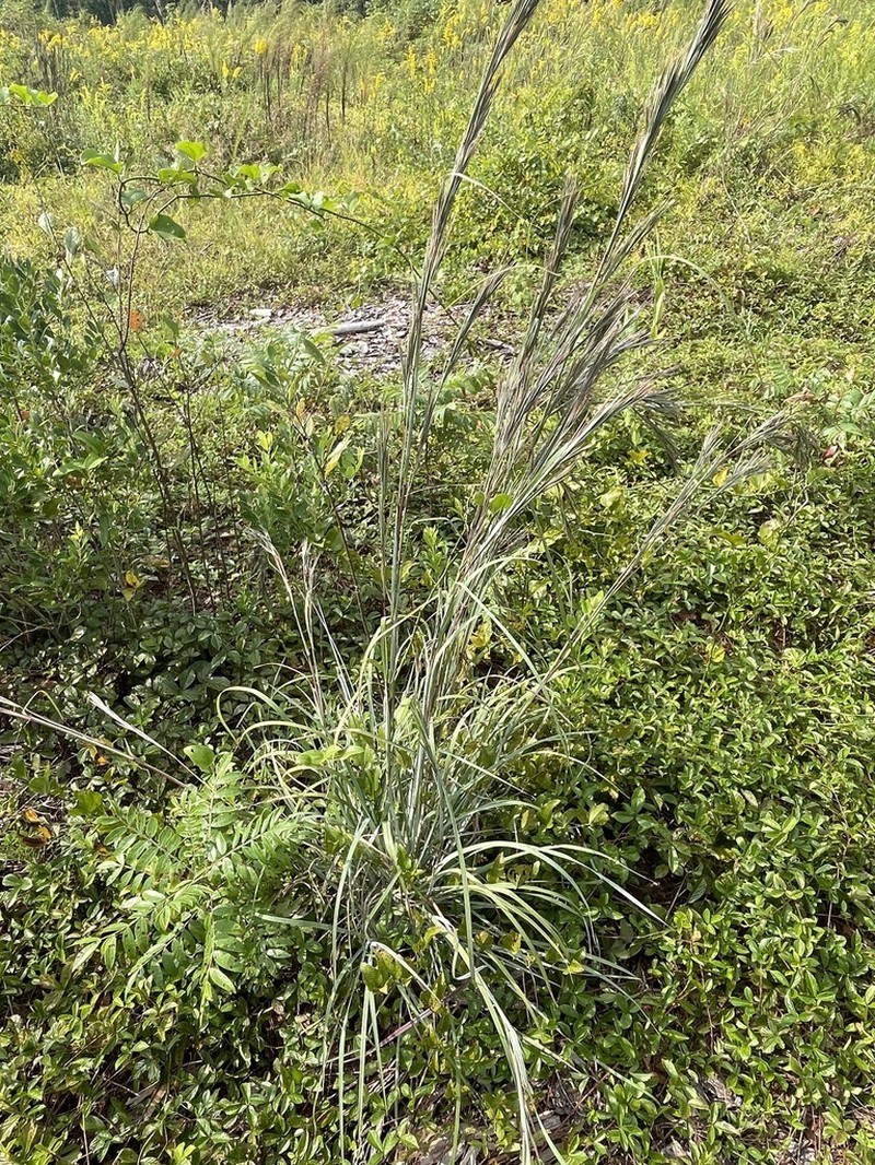 Anatherum cretaceum photo 3