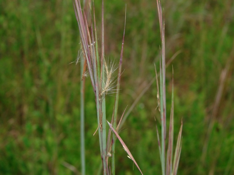 Anatherum cretaceum photo 4
