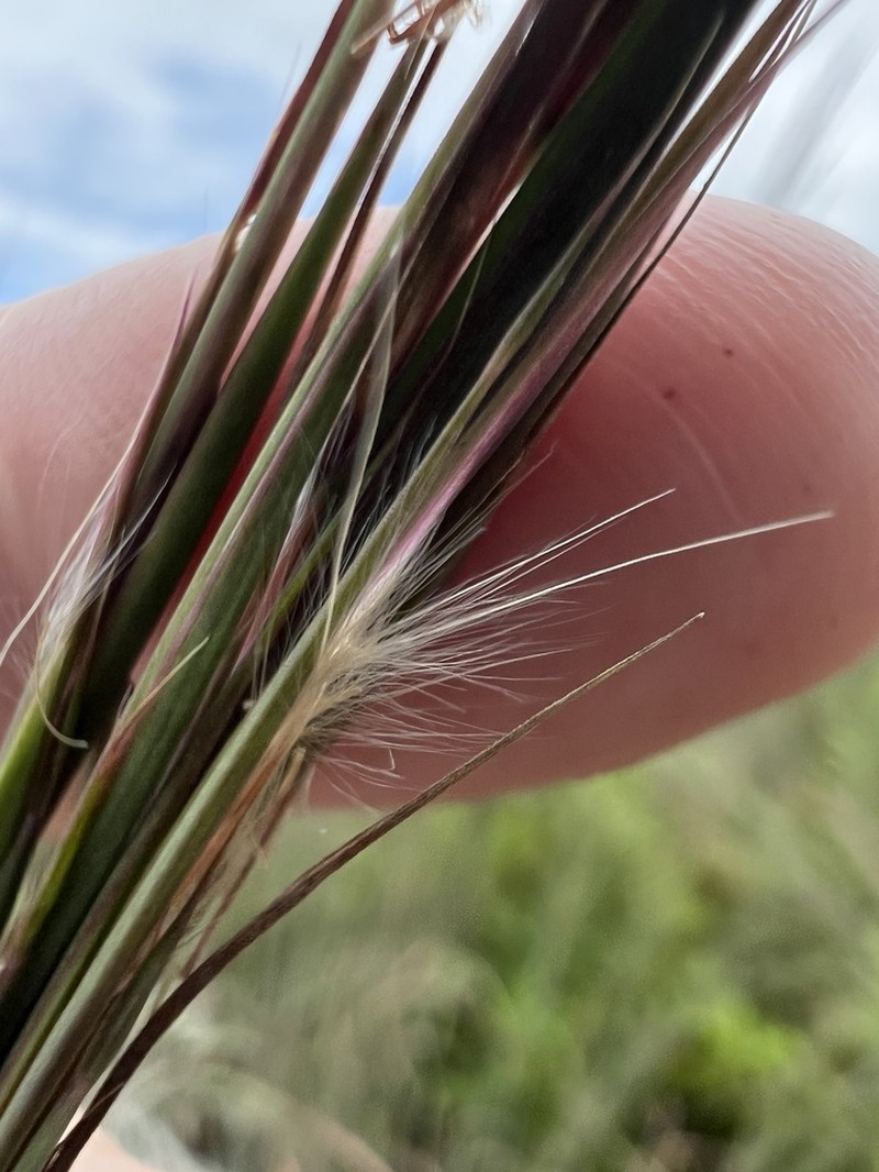 Anatherum cretaceum photo 5
