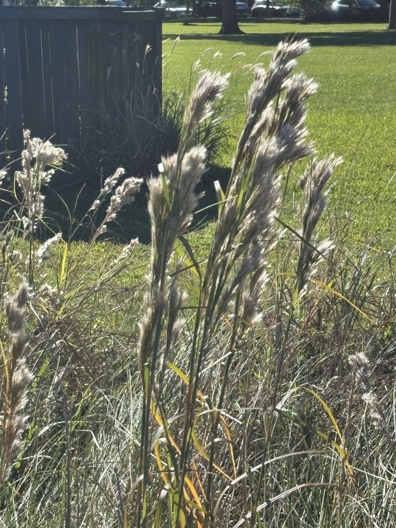 Anatherum cretaceum photo 6