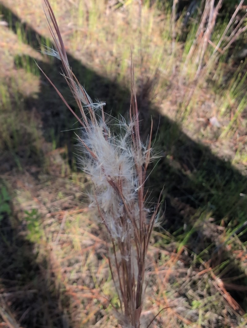 Anatherum cretaceum photo 7