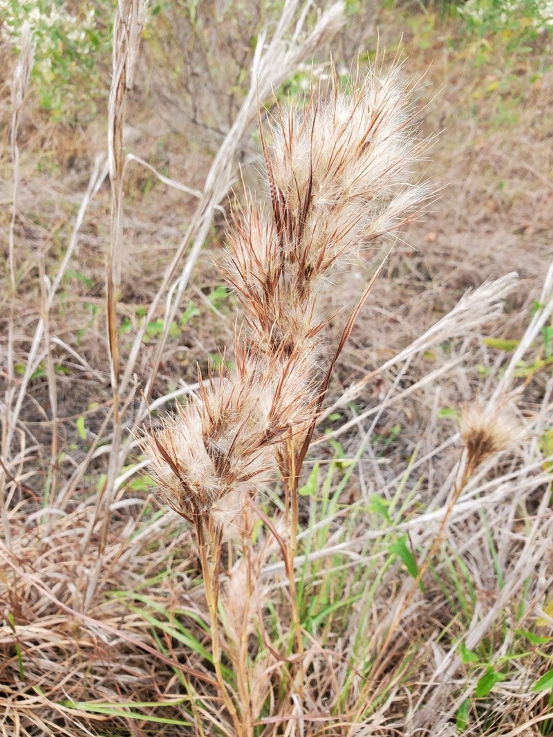 Anatherum cretaceum photo 8