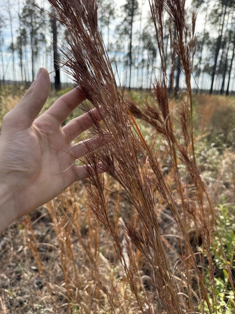 Anatherum cretaceum