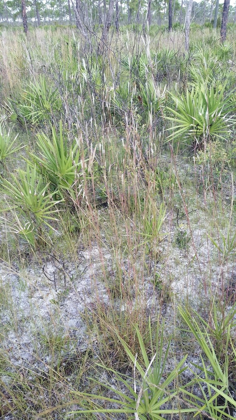 Anatherum cumulicola