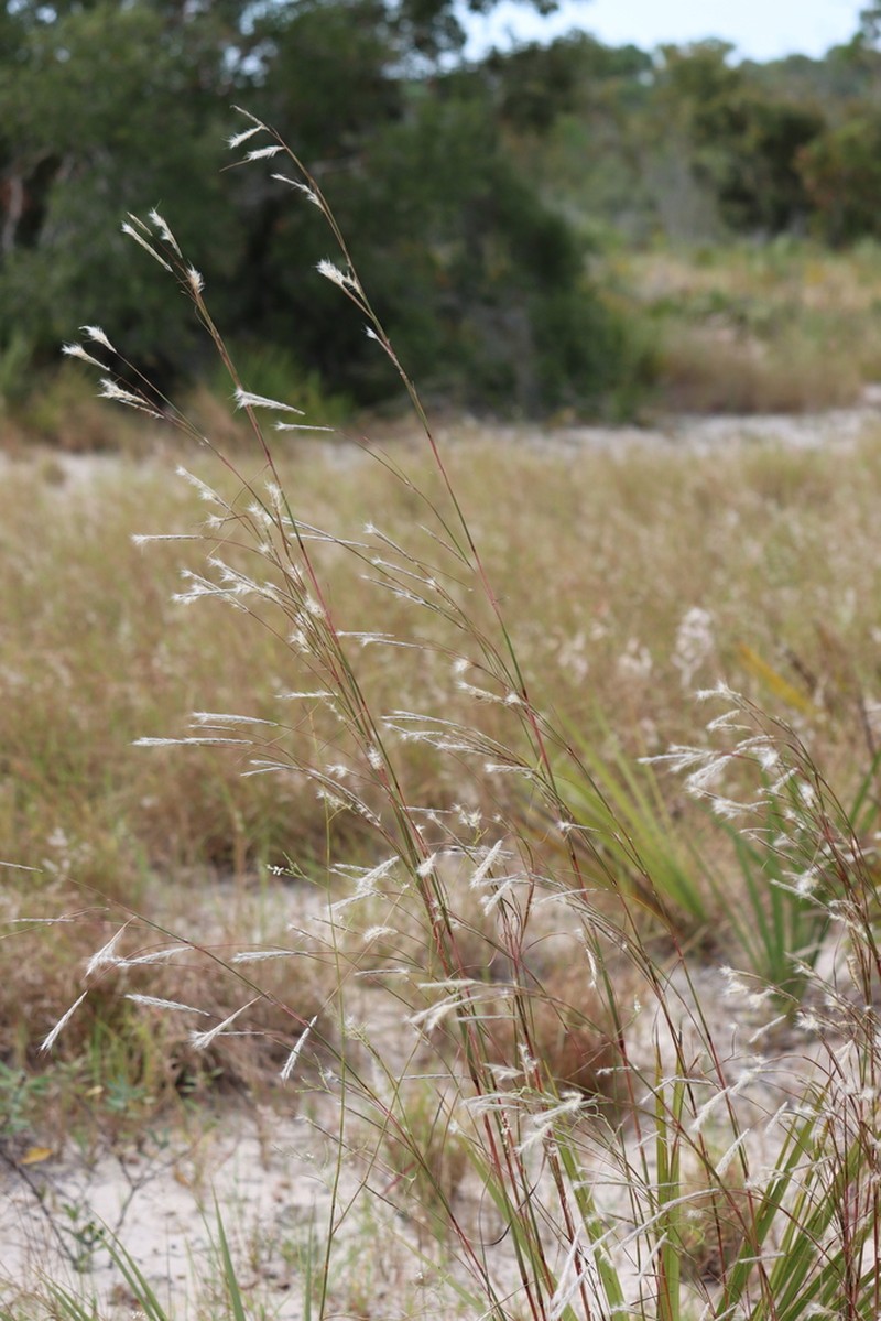 Anatherum cumulicola photo 2