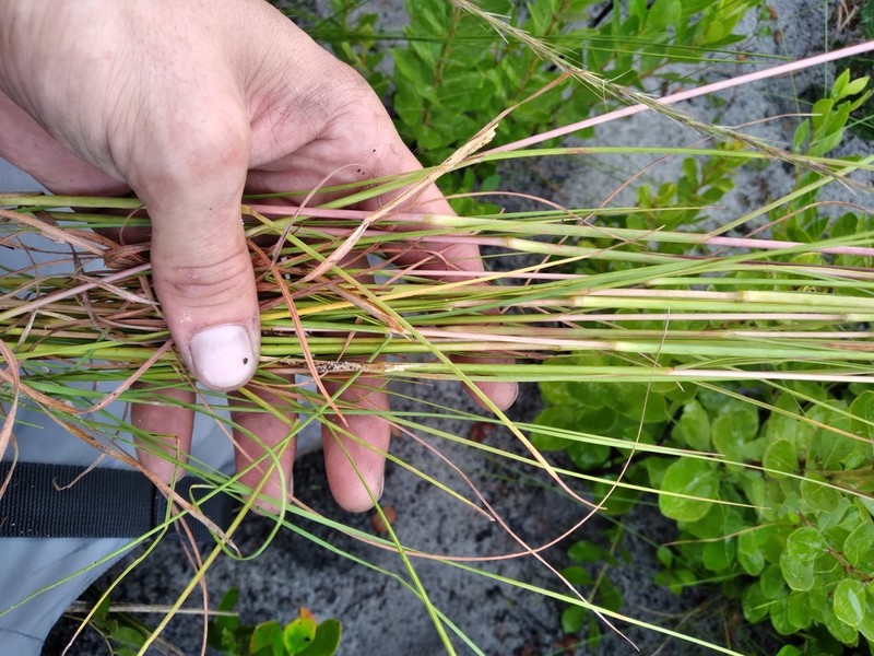 Anatherum cumulicola photo 3