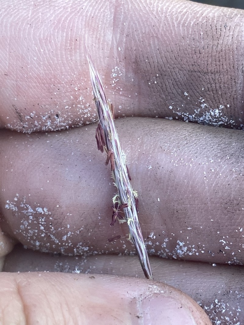 Anatherum cumulicola photo 5