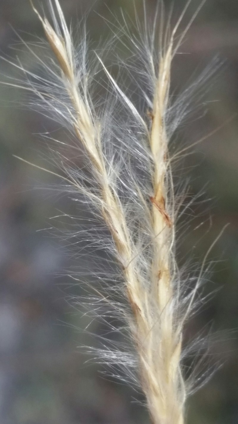 Anatherum cumulicola photo 6