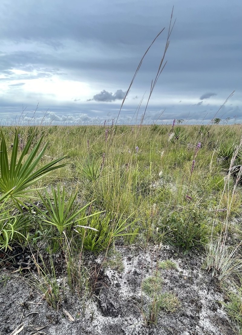 Anatherum cumulicola photo 7