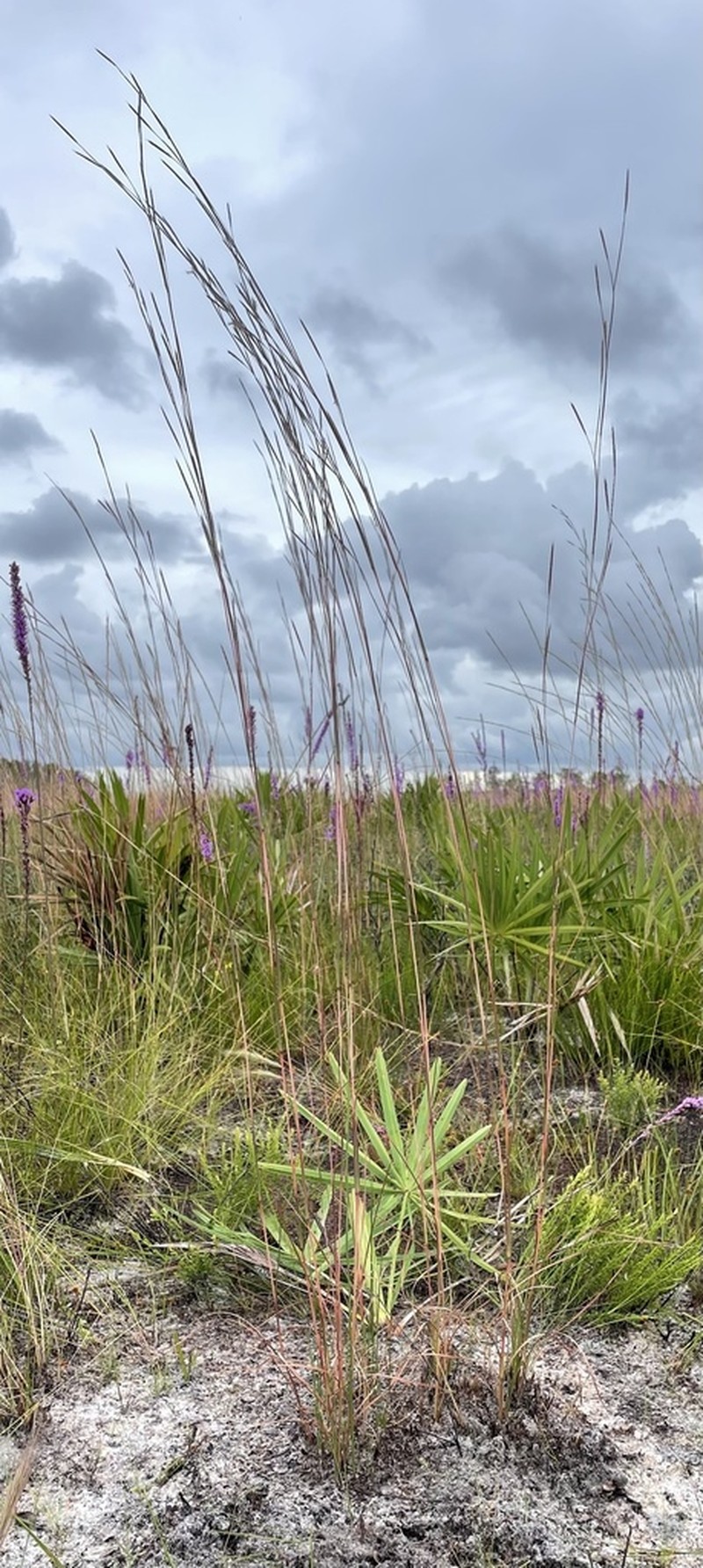 Anatherum cumulicola photo 8