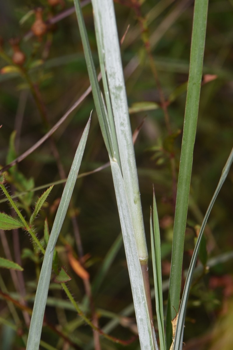 Anatherum dealbatum photo 3