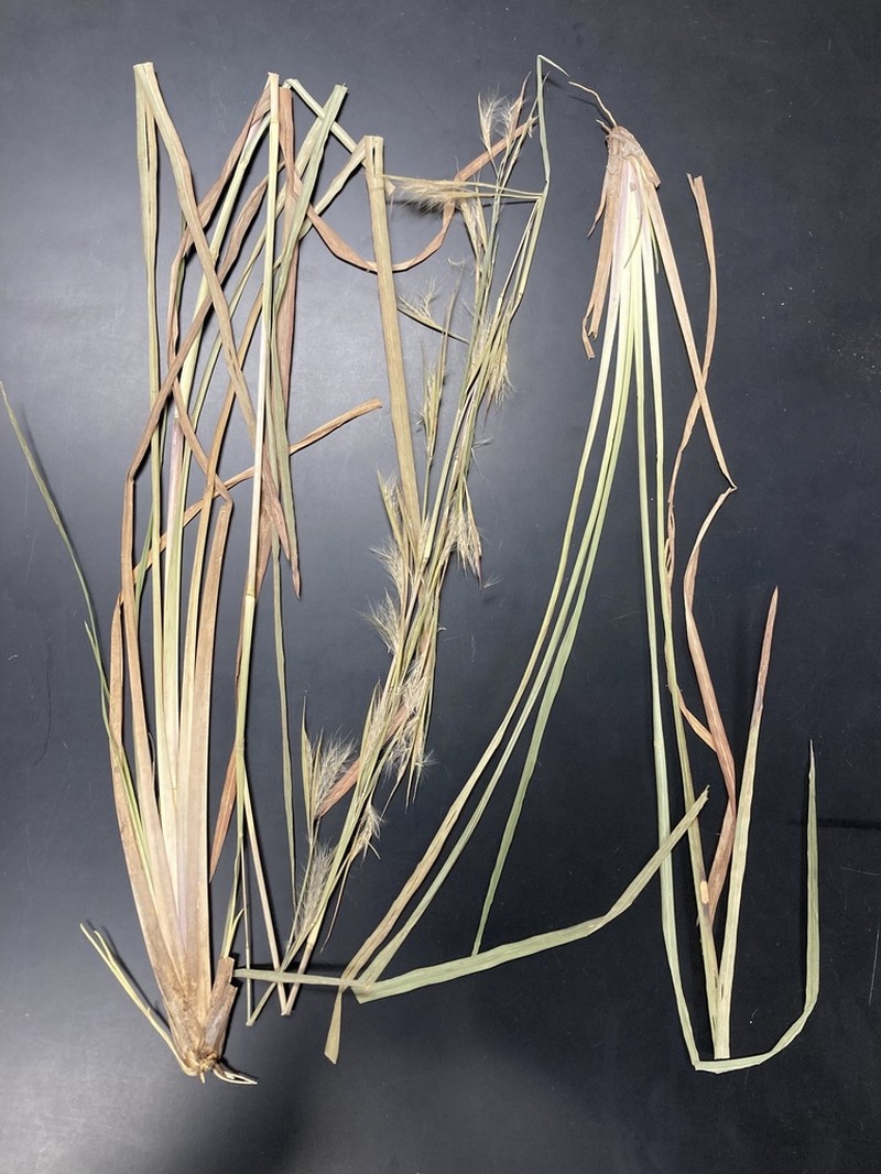 Anatherum dealbatum photo 5