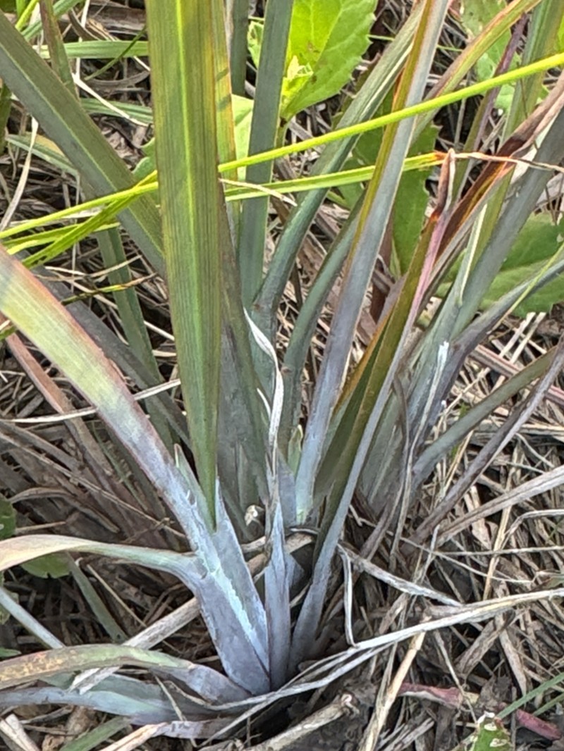 Anatherum dealbatum photo 6