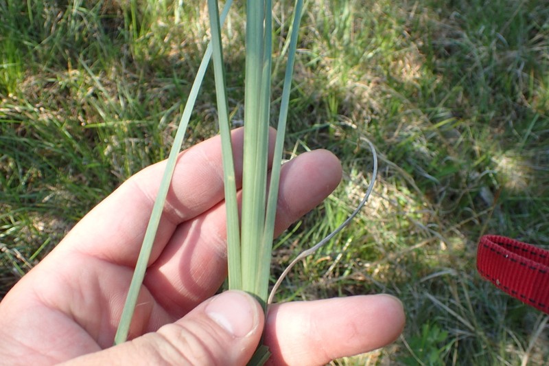 Anatherum dealbatum photo 7