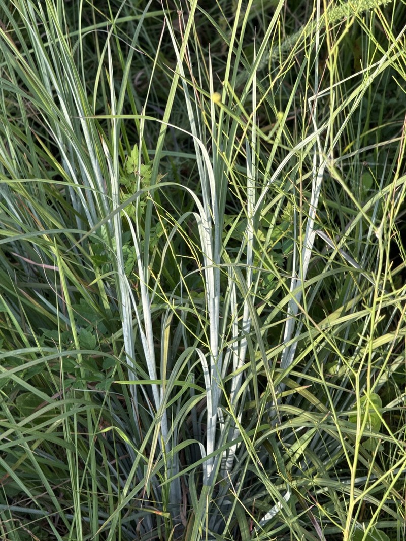 Anatherum dealbatum photo 8