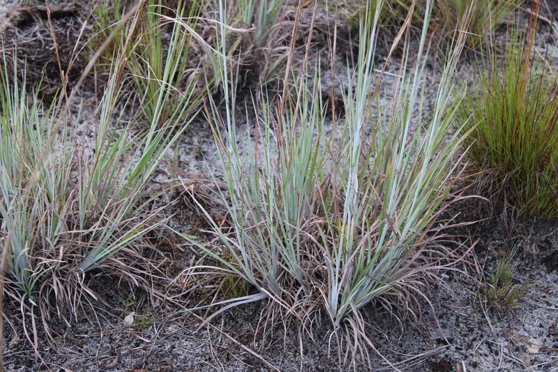 Anatherum dealbatum photo 2