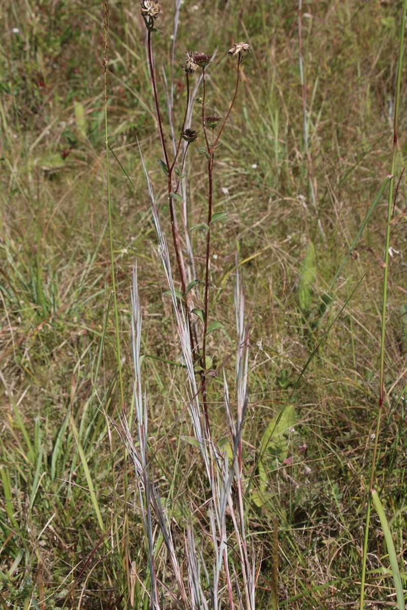 Anatherum dealbatum photo 3