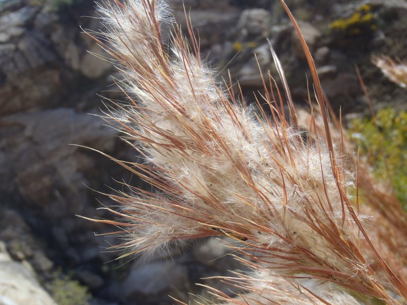 Anatherum eremicum photo 4