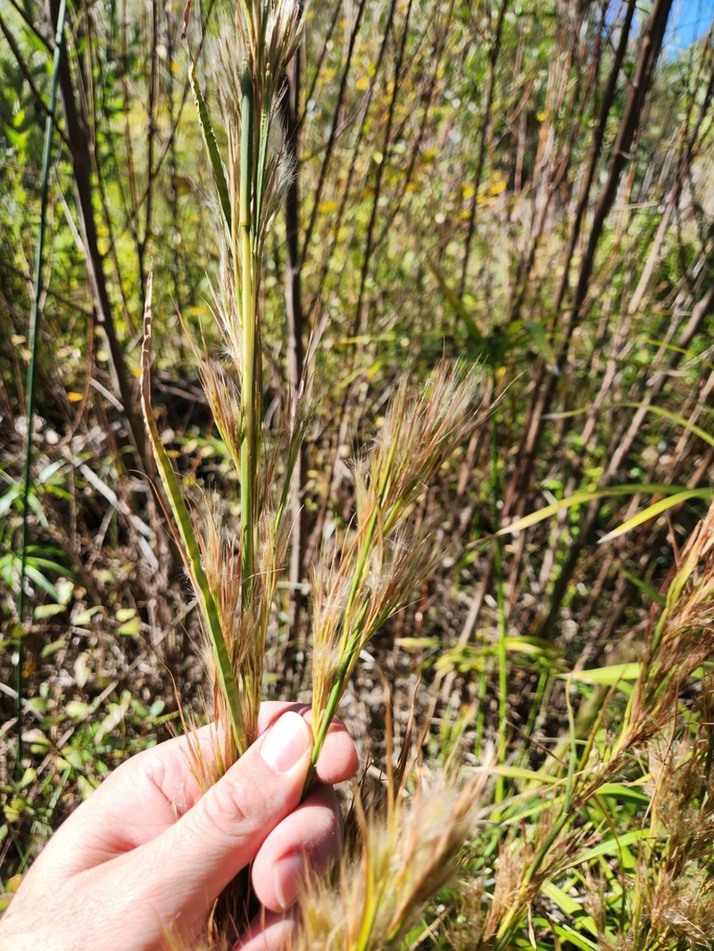 Anatherum eremicum photo 5
