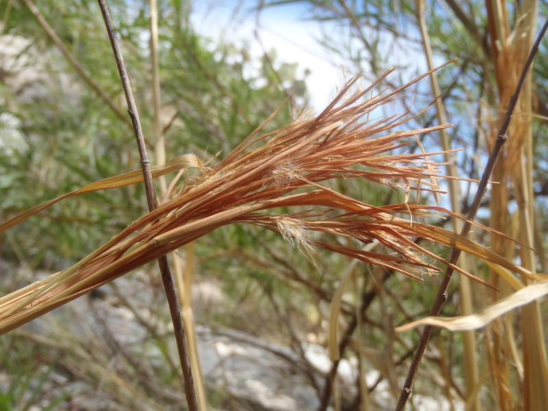 Anatherum eremicum photo 6