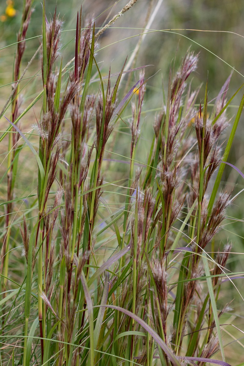 Anatherum eremicum photo 7