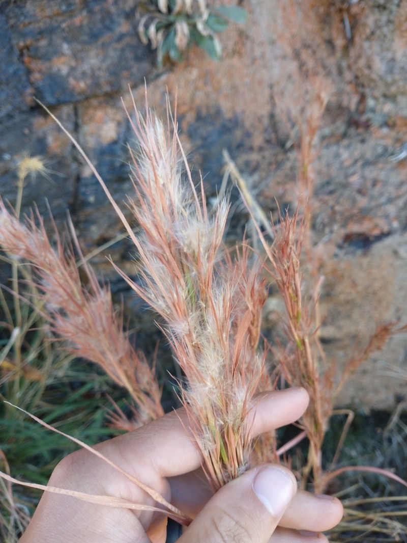 Anatherum eremicum photo 8