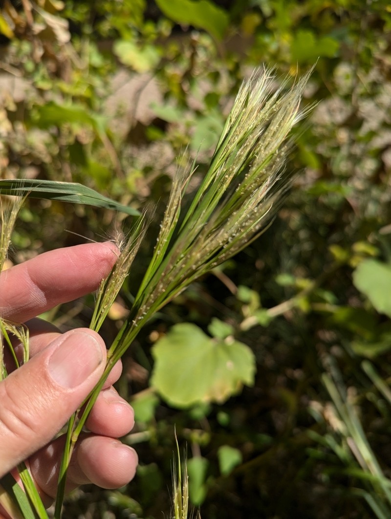 Anatherum eremicum