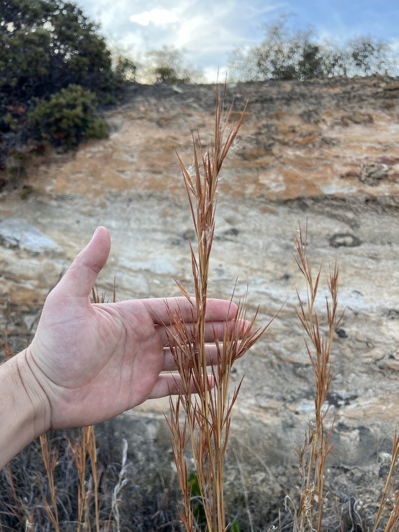 Anatherum eremicum photo 3