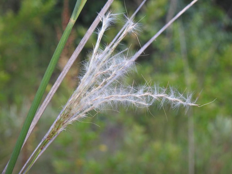 Anatherum eucomum